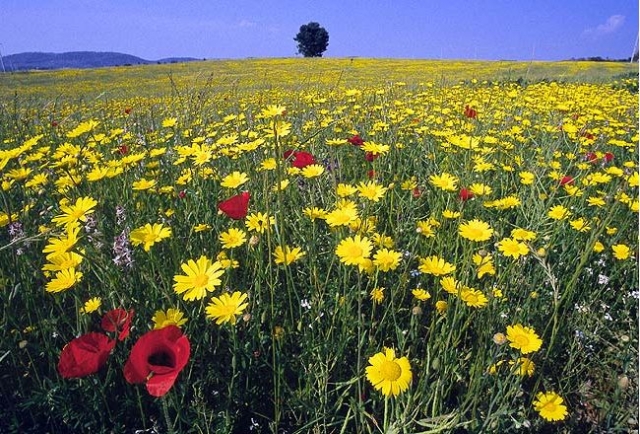  Papaveri Field 